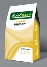 Wheat(PBW-826)