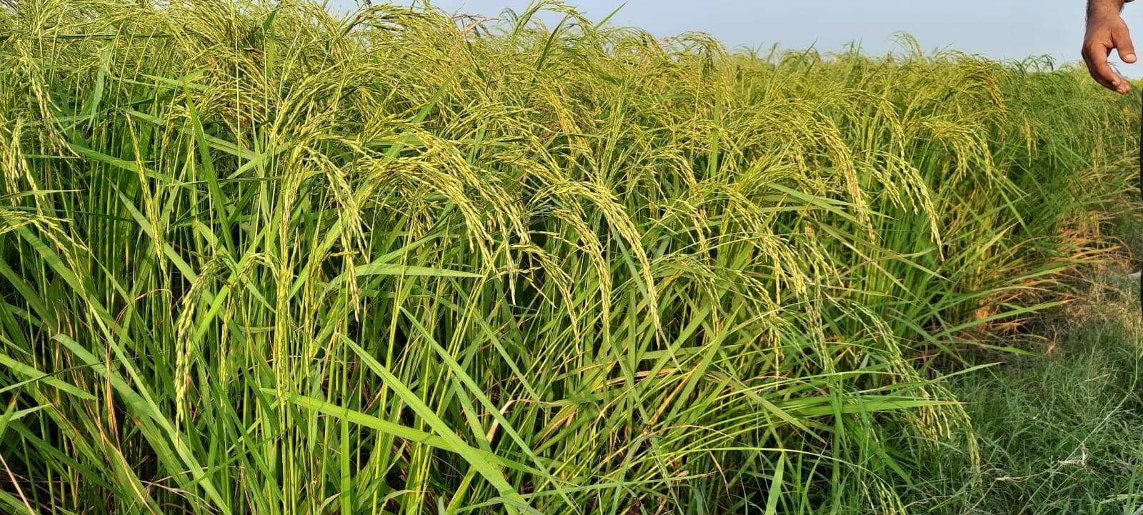 Paddy(Sharbati gold) रिसर्च बासमती धान बीज